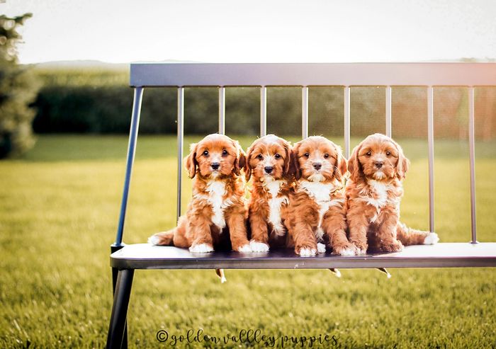 Cavapoo for sale, Cavapoo Puppies for Sale, Cavapoo Breeders, Puppy for Sale, Cavapoo Puppy, Cavapoo