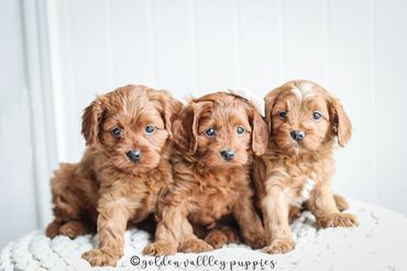 Cavapoo Puppies, Puppies for Sale, Cavapoo Puppies for sale, Cavapoo, puppy, Cavapoo puppy, Cavapoo