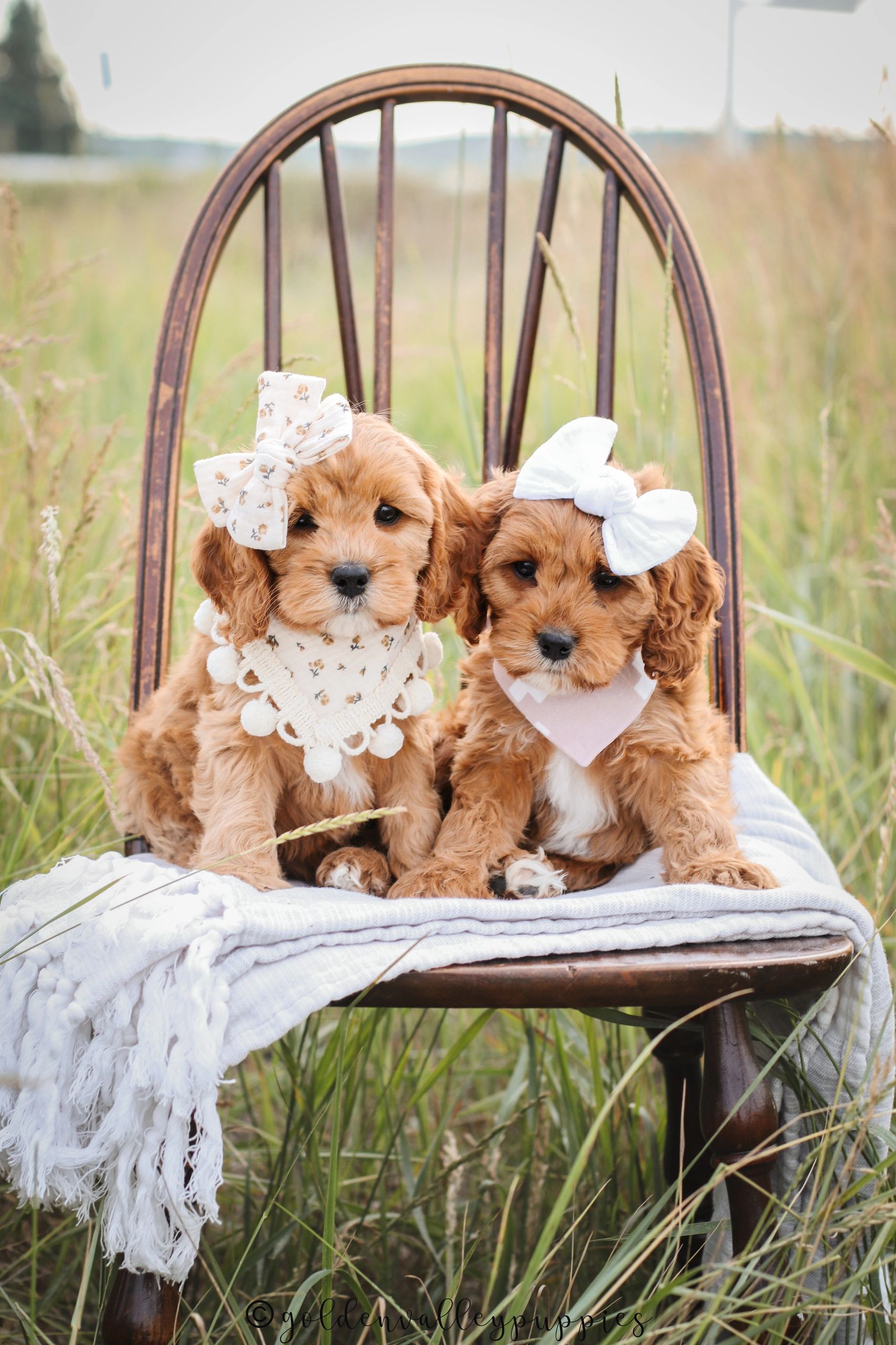 Cavapoo for sale, Cavapoo Puppies for Sale, Cavapoo Breeders, Puppy for Sale, Cavapoo Puppy