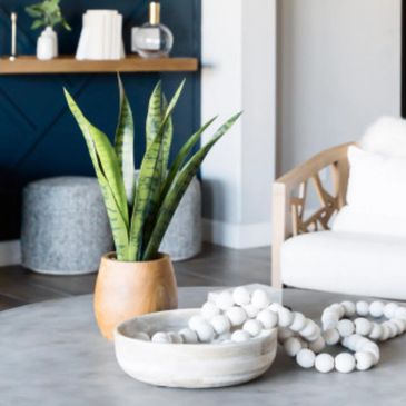 Snake plant in a terracotta pot on a modern coffee table with decorative beads.