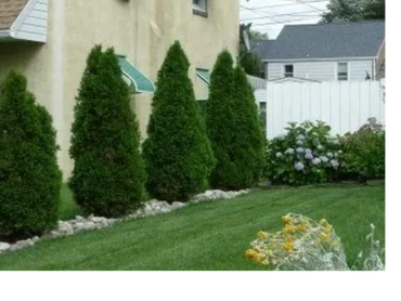 Trees and plants need a little love