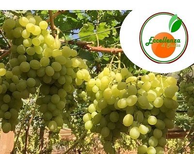 Uva da Tavola, uva Italia di Sicilia