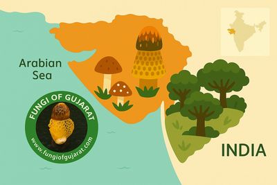 illustrative image - fungi of Gujarat