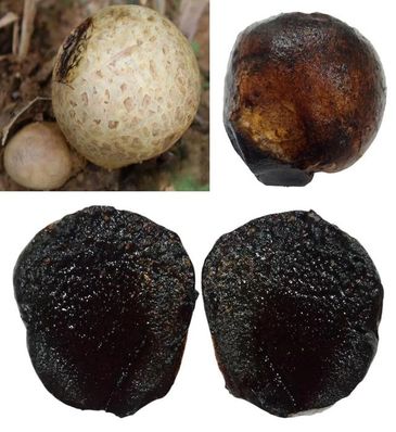 Scleroderma bovista -Fungi of Gujarat