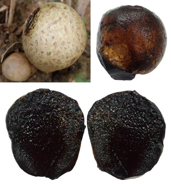 Scleroderma bovista