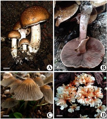 A & B - Agaricus silvaticus 
C - Coprinellus plicatilis 
D - Podoscypha petalodes