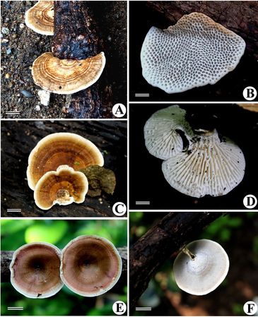 A & B - Hexagonia nitida 
C & D - Lenzites betulina 
E & F - Microporus vernicipes