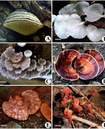A - Phellinus igniarius
B - Pleurotus pulmonarius
C - Schizophyllum commune
D - Microporus xantho