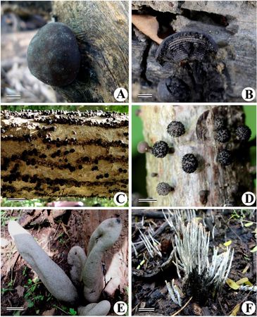 A & B - Daldinia concentrica
C & D - Hypoxylon fragiforme
E - Xylaria regalis
F - Xylaria hypoxyl