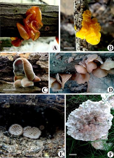A - Tremella foliacea
B - Tremella mesenterica
C - Auricularia polytricha
D - Auricularia auricul