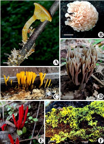 A - Gerronema subclavatum
B - Sparassis crispa
C - Dacryopinax spathularia
D - Ramaria Formosa