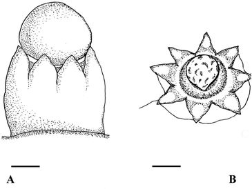 Sphaerobolus jaysukhianus sp. nov.