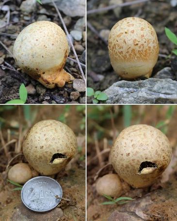 Scleroderma bovista -Fungi of Gujarat