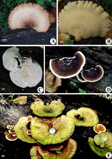 A & B - Favolus grammocephalus
C & D - Lenzites betulina
E - Daedaleopsis confragosa