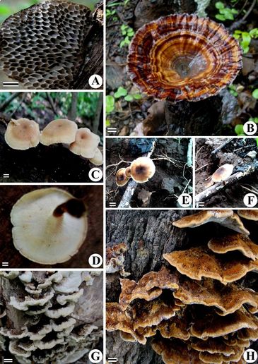 A - Trametes apiaria
B - Microporus xanthopus
C & D - Polyporus badius
