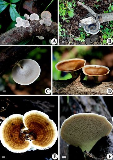 A & B - Daedaleopsis nitida 
C & D - Trametes vernicipes 
E & F - Lenzites elegans