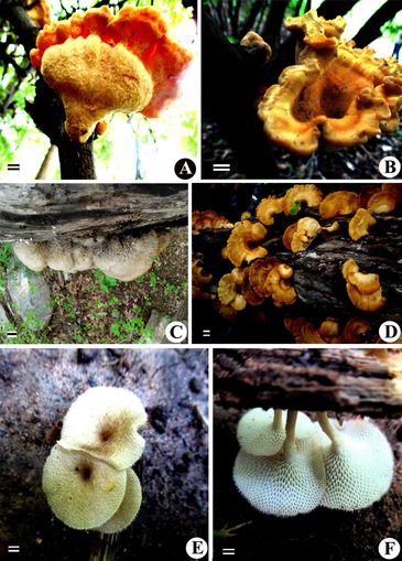 A & B - Laetiporus sulphureus
C - Coriolopsis gallica 
D - Polyporus varius