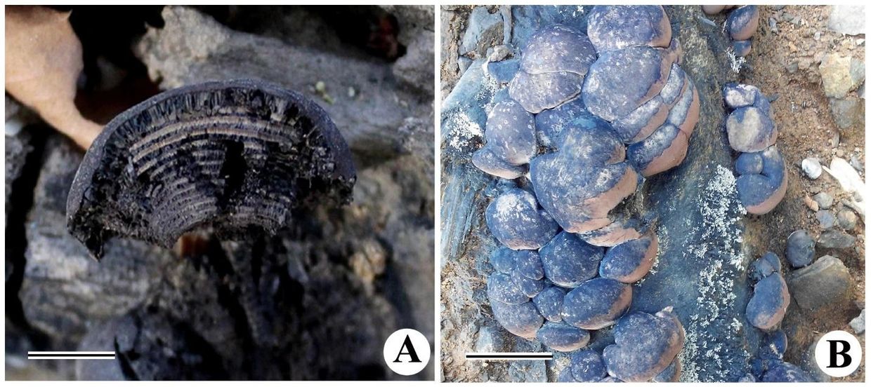 A -  Daldinia concentrica
B - Daldinia eschscholtzii