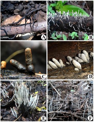 Xylaria - Fungi of Gujarat