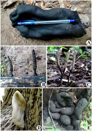 Xylaria - Fungi of Gujarat