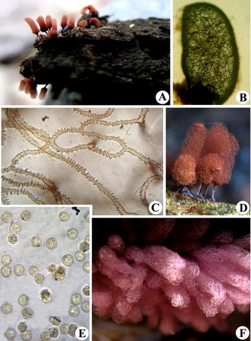 Arcyria denudata  - Fungi of Gujarat