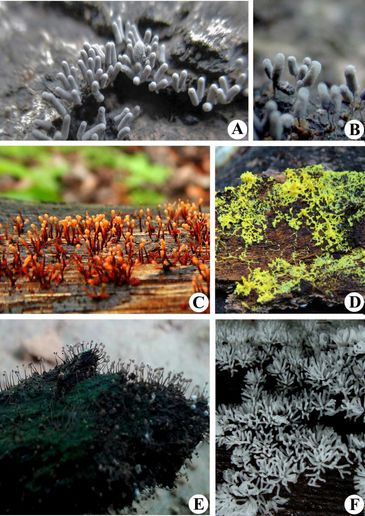 A & B - Arcyria cinerea
C - Hemitrichia calyculata
D - Fuligo septica
E - Cribraria cancellata