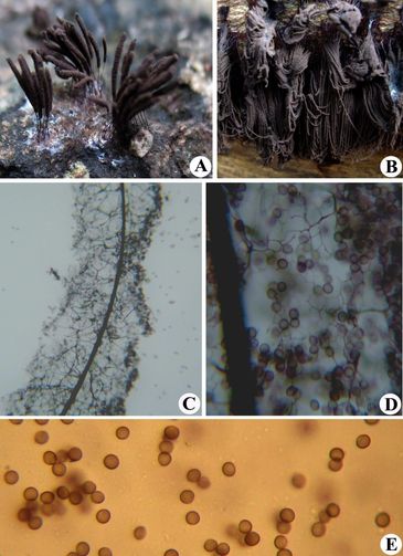 A - Stemonitis axifera
B - Stemonitis fusca
C - Capillitium of Stemonitis axifera