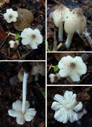 Termitomyces eurrhizus  - Fungi of Gujarat