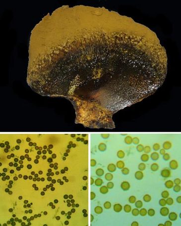 Pisolithus albus -Fungi of Gujarat