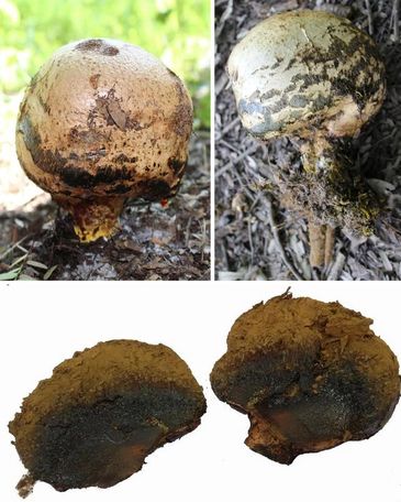 Pisolithus albus -Fungi of Gujarat