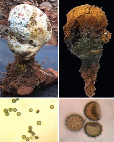 Pisolithus tinctorius -Fungi of Gujarat