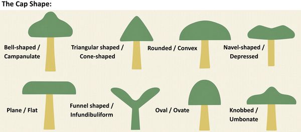 For Students - Fungi of Gujarat