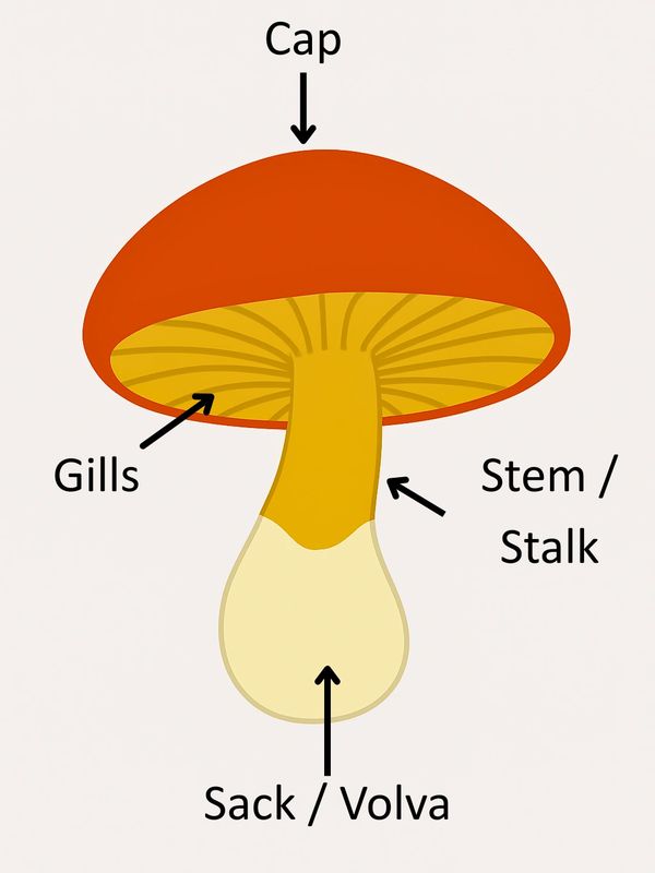 For Students - Fungi of Gujarat