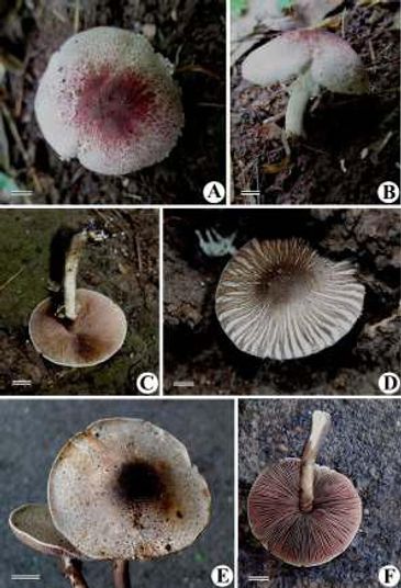 A & B - Agaricus porphyrizon
C & D - Agaricus rotalis 
E & F - Agaricus subrutilescens