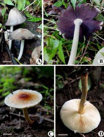 A & B - Coprinus atramentarius 
C & D - Leucoagaricus rubrotinctus
