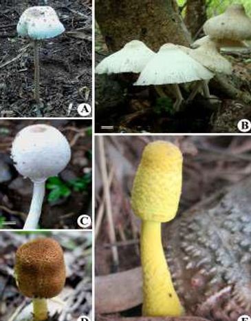 A - Macrolepiota procera 
B - Leucocoprinus cepaestipes 
C - Leucocoprinus brebissonii