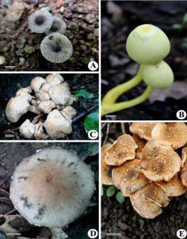 A - Lepiota atrodisca 
B - Lepiota lutea
C - Agaricus californicus 
D - Agaricus diminutivus