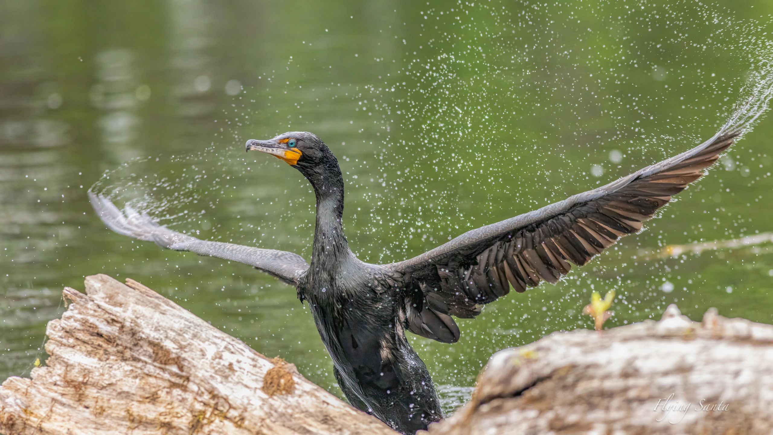 Cormorant Splash