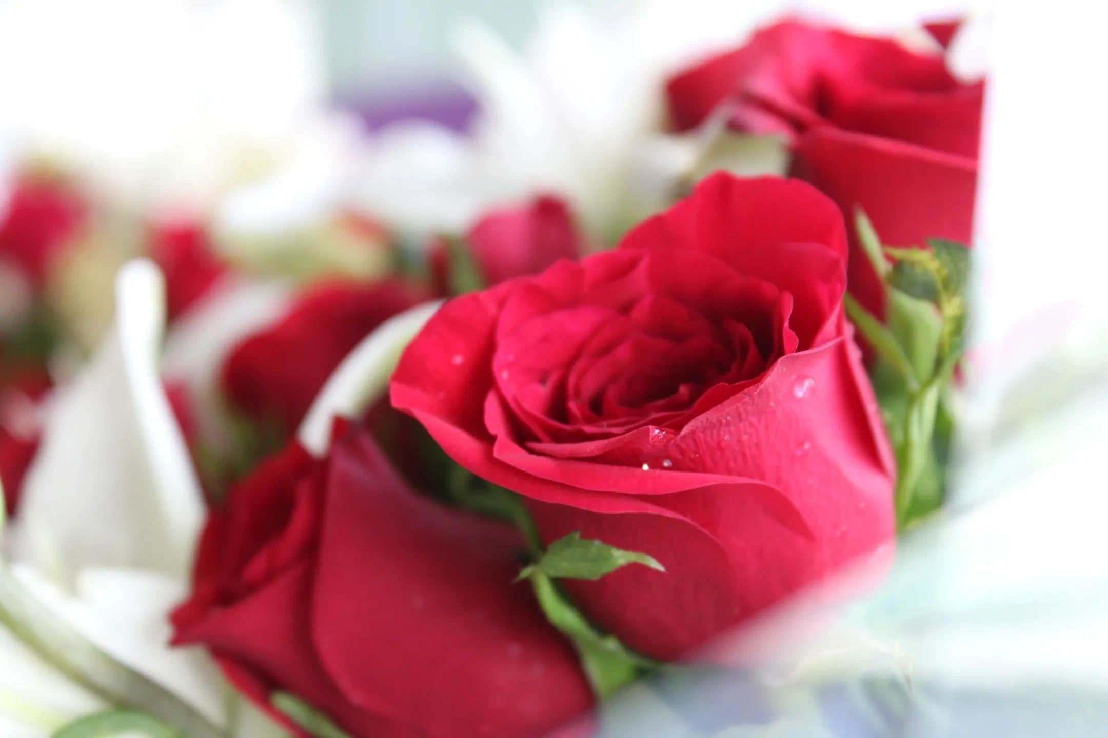 Um buquê de rosas vermelhas
