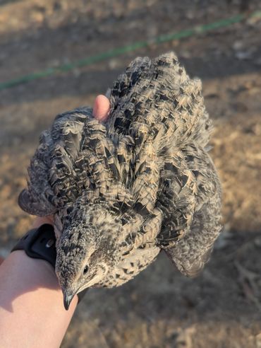 Person holding a small bird with intricate feather patterns.