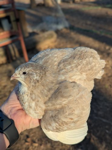 A small, light brown bird being gently held in a person's hand outdoors.