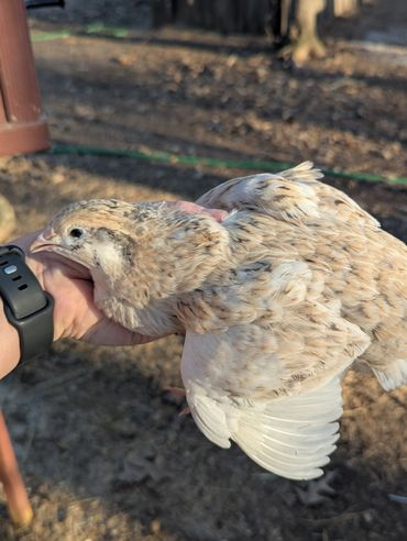 Person holding a light brown and white young bird outdoors.
