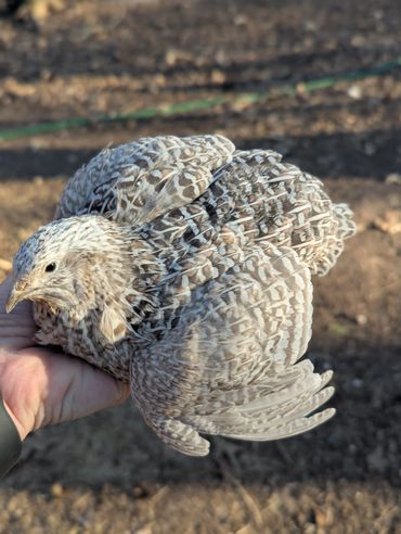 A person holding a speckled bird with intricate feather patterns.
