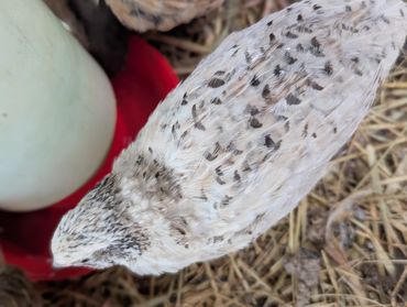 Close-up of a speckled bird near a water dish in a natural setting.