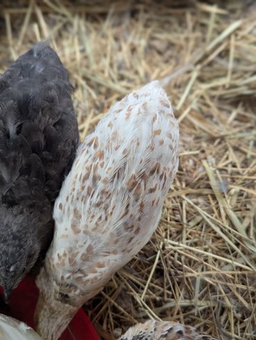 Two chickens pecking food on straw bedding.