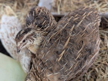 Two quails nestled closely together on straw bedding.