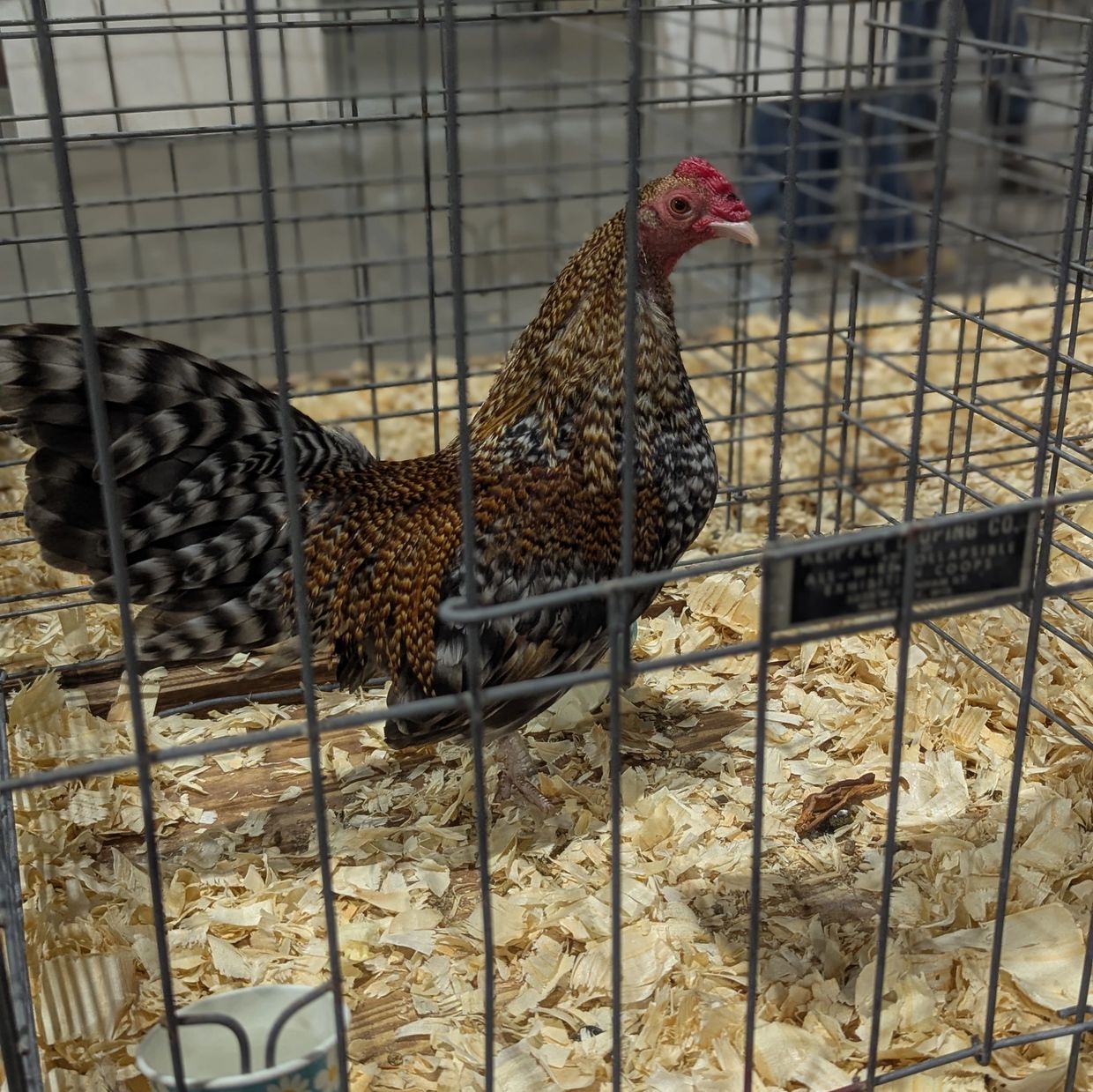 A speckled chicken inside a wire cage with wood shavings.