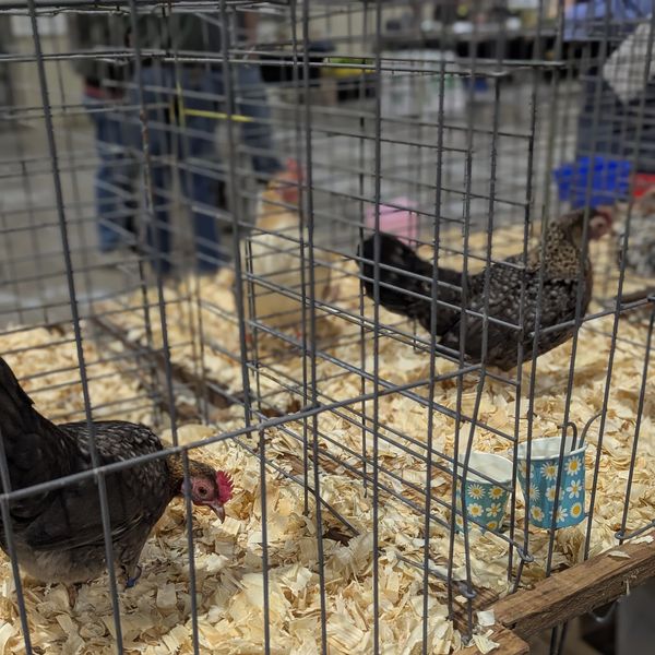 Chickens inside wire cages with wood shavings on the floor.