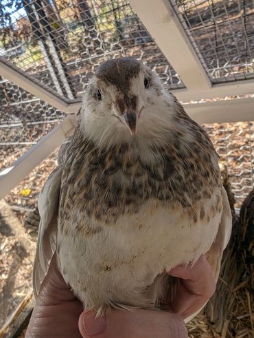 Close-up of a person holding a quail inside a cage.