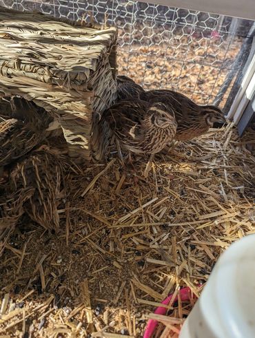 Quails inside a wire enclosure with a straw shelter and wood shavings on the ground.